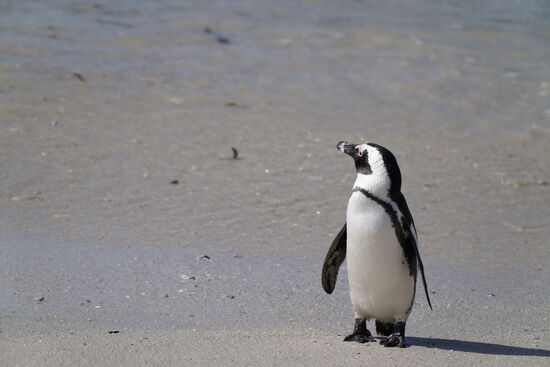 Vor ein paar Jahren war das noch anders, da konnte man sie hautnah am Strand besuchen