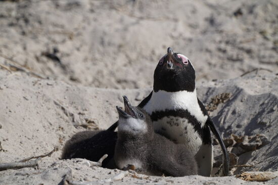 …und legen Eier und bekommen Junge…