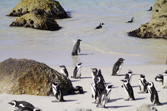 Sie baden, watscheln und schütteln sich das Wasser aus dem Fell…