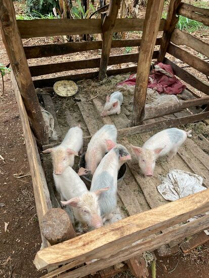 Am Nachmittag geht es zu den Locals - Besuch bei einem Kaffeebauern.