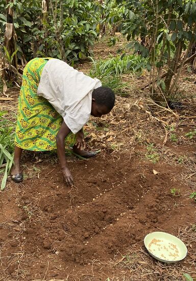 Hier werden Kaffeebohnen in den Boden gelegt.