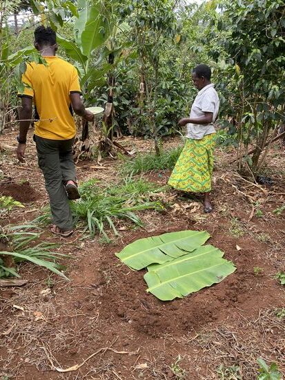 Der Boden wird mit Bananenblättern abgedeckt und nach ein paar Wochen keimen die Bohnen und die Pflanzen wachsen. Nach ein paar Monaten werden sie verschult und nach 4 Jahren tragen sie die ersten „Kirschen“