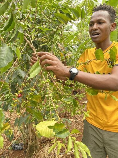 William - unser Guide heute Nachmittag - zeigt uns die verschiedenen Stadien der Kaffeepflanze - Keime - Blüten - grüne, gelbe und rote Bohnen