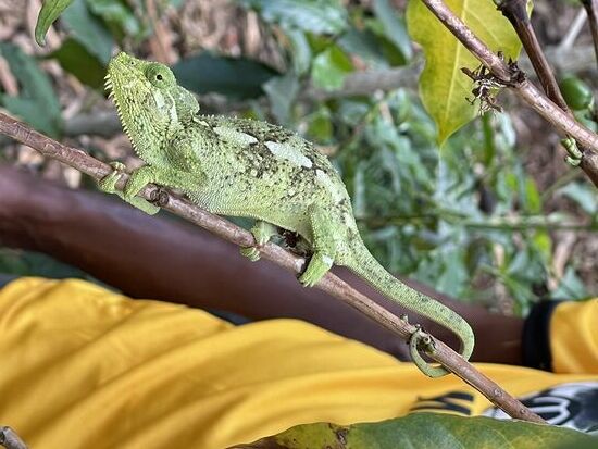 Es dauert nicht lange und wir entdecken das erste Chamäleon - sie sind hier nur auf den Kaffeebäumen zu finden. Sie warten dort auf die Bienen und fressen diese. Die Bienen wiederum sammeln den Nektar von den Blüten der Kaffeebäume.
