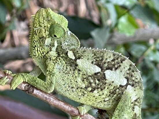 Dieser Kamerad war bestimmt 15 cm lang.