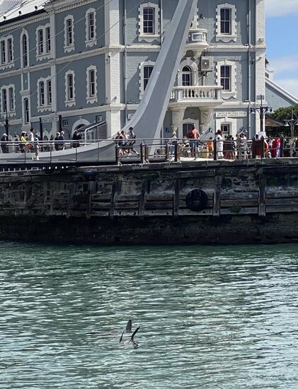 Und während wir auf die Abfahrt warten, beobachten wir Robben, die im Wasser toben und der Insel den Namen gaben.
Allerdings gibt es heute auf der Insel keine einzige Robbe mehr
