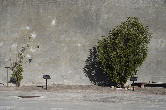 Diese Pflanzen wurden von Mandela geplant und gepflegt.