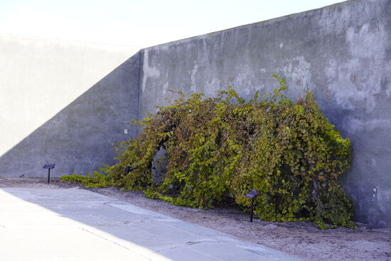 Auch diese Sträucher hat er gepflanzt. Täglich eine halbe Stunde gab es Freigang. Mandela war jedoch viele Jahre in Einzelhaft.