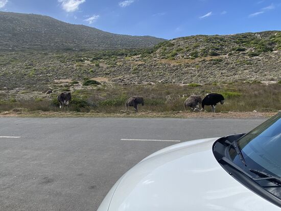 Wir wollen jetzt noch zum Leuchtturm hoch. Auf dem Weg dorthin treffen wir auf Strauße.