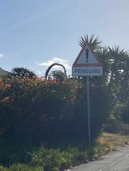 Auf dem Weg zurück sehen wir Hinweisschilder, die vor kreuzenden Pinguinen waren. Wir passen auf!