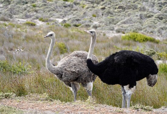 Sie lassen sich nicht weiter stören.