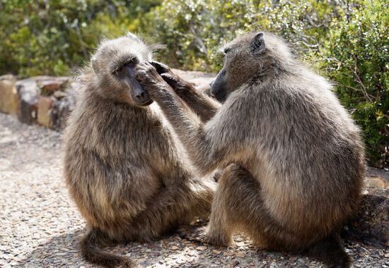 „Zeig mal—du hast da was!“  Auf dem Weg zum Leuchtturm hoch treffen wir diese  Freunde. Es gibt noch viele mehr, die hoffen, dass bei den Touristen etwas zu holen ist.
Man kann vom Parkplatz mit einer Schienenbahn zum Leuchtturm  hoch fahren. Kostenpunkt für das Return-Ticket ca. 4,50 EURO. Wir brauchen aber etwas Bewegung und laufen. Die letzten Meter ist etwas steil und die Treppen machen wenig Spaß, aber es ist für jedermann problemlos machbar.