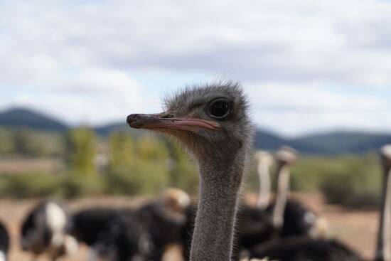 Die meisten sind nur neugierig und friedlich