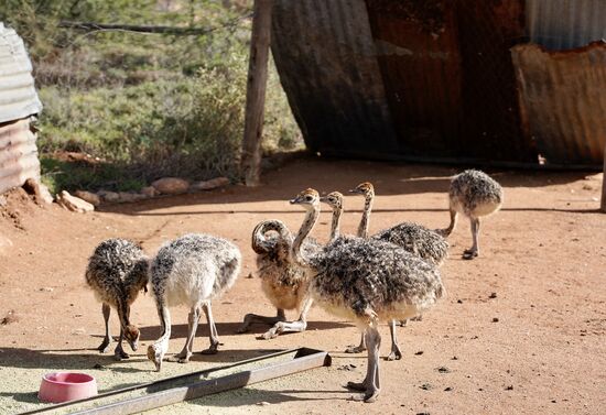 Um 16 Uhr gehts zu den Straußen—es ist Fütterungszeit! Diese Babies kommen zuerst dran. Sie sind etwa 8 Wochen alt und Dario befürchtet, dass nur 2 von den 8 den Winter überleben werden