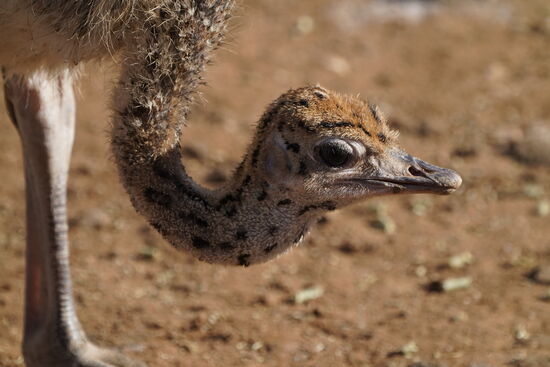 Es wird einfach zu kalt für sie-und sie erfrieren