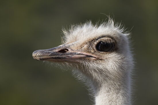 Sie haben so liebe Augen…