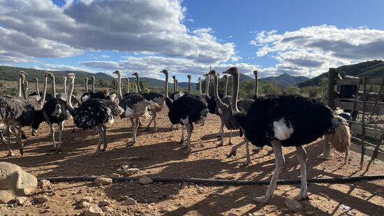 Das sind die älteren, hier auf der Straußenfarm werden keine Strauße geschlachtet—sie werden nur zur Zucht genutzt