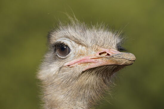 Überall gibt es „Mitesser“ wie Mäuse und Vögel, da müssen sich die Strauße ranhalten