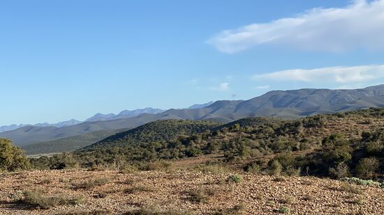 Berge…und ein paar Springböcke sind in weiter Entfernung zu sehen. Wir warten geduldig auf die Erdmännchen