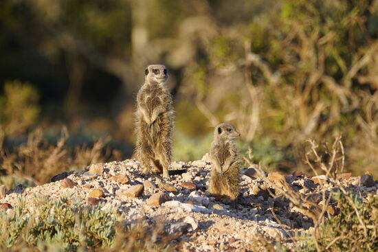 Bald sehen wir die ersten aus ihren Löchern kommen