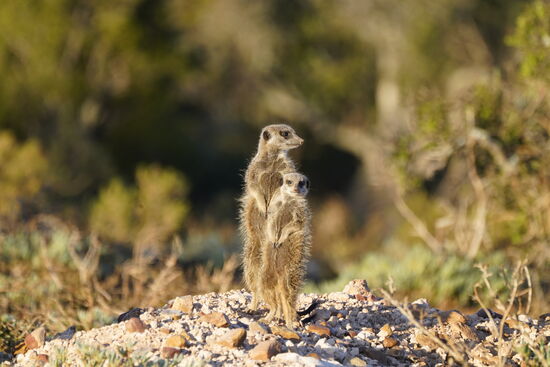 Erdmännchen ernähren sich von Insekten und Skorpionen, die sie hier unter den Steinen finden . Sie sind immun gegen das Gift. Ihre Feinde sind die großen Greifvögel aus der Luft