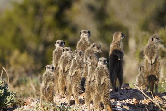 Sie können tatsächlich nur auf 2 Beinen stehen- zum laufen brauchen sie alle 4–
Die Weibchen bekommen 2-8 Junge—und erreichen ein stolzes Alter von 12-17 Jahren—so ist der Bestand eigentlich gut gesichert.