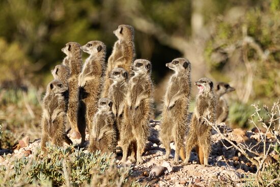 Wie auf Kommando schauen alle in eine Richtung und dann wieder nach vorn-zack-zack—Rechts noch ein ganz müder…
