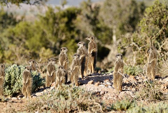 Es werden immer mehr—irgendwann sind es über 20 Stück—sie schauen sich noch einmal um und verschwinden dann allesamt und wir können auch zurück fahren