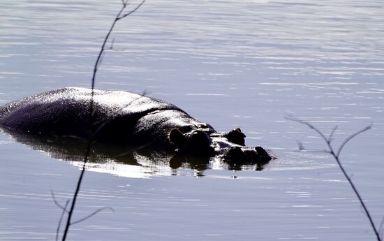 Hier ist allerhand los im Wasser: Hippos