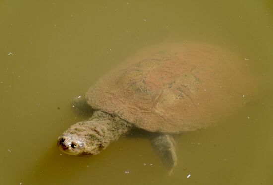 Schildkröten, Fische…