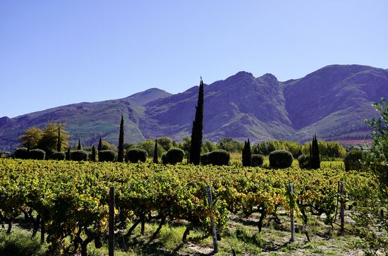 Überall—wohin man schaut, wächst der Wein…