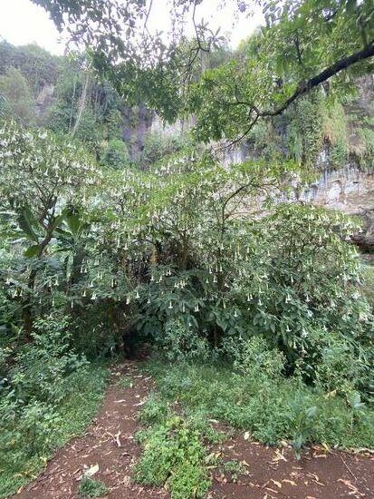 Das ist ja mal ein Trompetenbaum!