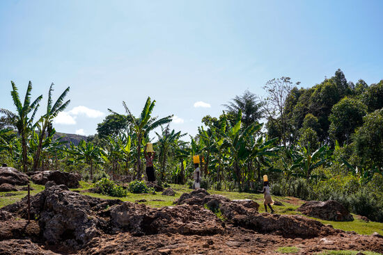 ….und schleppen sie traditionell heim…