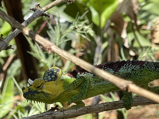 Wieder ein wunderschönes Chamäleon