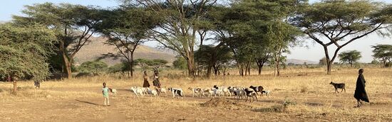 Auch hier kommt ein kleiner Junge mit einer Herde Ziegen ins Dorf zurück. Teilweise werden 4 bis -5 jährige zum Ziegenhüten geschickt. Dann sind sie den ganzen Tag vom Dorf weg und hüten dort die Tiere. Wir haben diese Kinder auf unseren Fahrten häufig gesehen. Sie sind hierbei ganz allein. 
Rechts sieht man einen Erwachsenen, der das Kind fragt, er er alle Ziegen mit zurück gebracht hat. Er bejaht dies.. Darauf hin zählt der Erwachsene die Tiere. Würde eines fehlen, wird dieses Kind nicht mehr zum Hüten geschickt, weil es versagt hat. Und es wird Schläge erhalten.