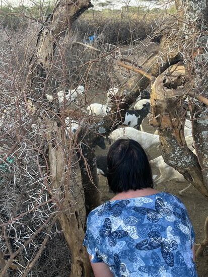 Wir hören das Meckern von Ziegen und beobachten die Rückkehr verschiedener Herden.