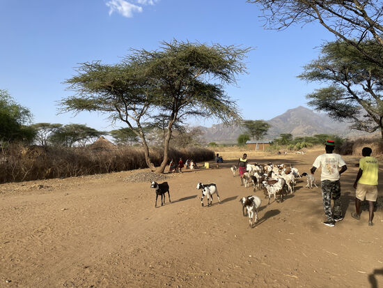 Ein Jungendlicher kommt mit einer Herde Ziegen zurück.