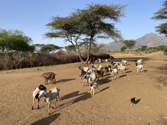 Und hier eine weitere Herde.