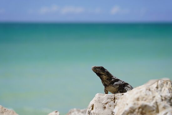Noch sind hier mehr Leguane als Touristen..