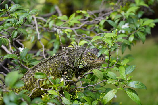 Überall sind die Leguana zu finden. Wir beobachten, wie sie auf Bäume und Büsche klettern und sich an den grünen Blättern satt essen.