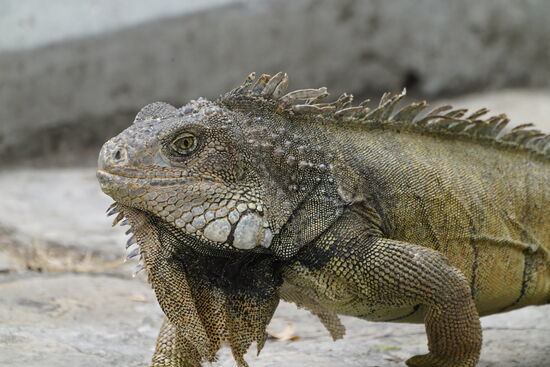 Ein imposanter Kamerad!