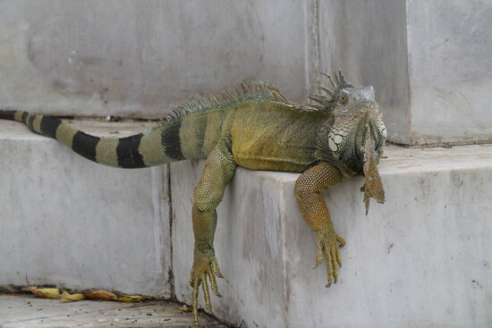 Und dieser hat es sich gemütlich gemacht und beobachtet die Vorbeigehenden.