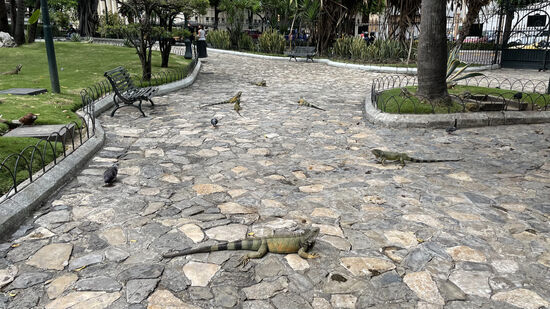 Ganz viele Leguane!! 