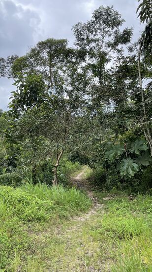 Hier müssen wir durch den Urwald…