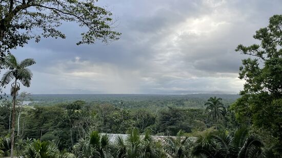 Blick auf den riesigen Dschungel
