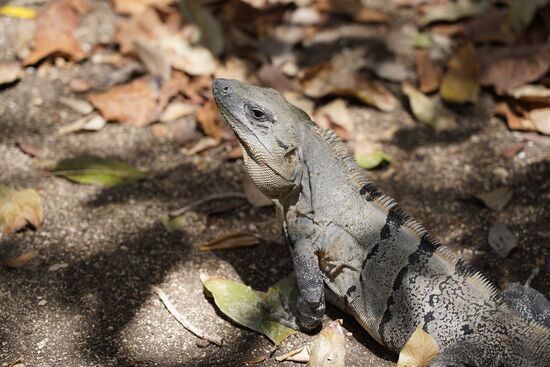 Am Eingang begrüßt uns schon dieser kleine Drache
