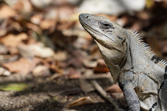 Ich bin begeistert: hier wimmelt es nur so von diesen entzückenden Viechern..
