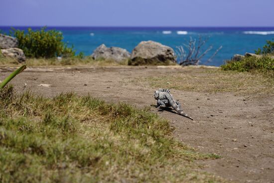 Überall laufen die faszinierenden Echsen rum