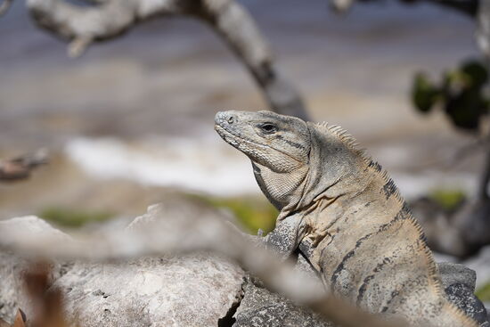 Es sind ein paar große Exemplare dabei