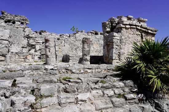 Suchspiel: wie viele Echsen seht ihr auf dem Bild?